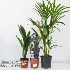 Almost Unkillable Houseplant Mixed Pot Collection -Green Haven Shop MIXD UNKILLMXDP T43995