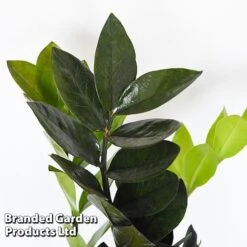 Almost Unkillable Houseplant Mixed Pot Collection -Green Haven Shop MIXD UNKILLMXDP T440001