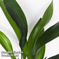 Almost Unkillable Houseplant Mixed Pot Collection -Green Haven Shop MIXD UNKILLMXDP T44002