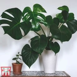 Monstera Deliciosa -Green Haven Shop MONS TKA2925 A