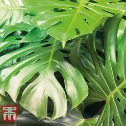 Monstera Deliciosa -Green Haven Shop MONS TKA2925 C