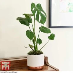 Monstera Deliciosa -Green Haven Shop MONS TKA2925 D
