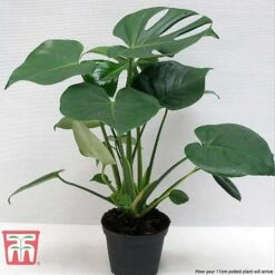 Monstera Deliciosa -Green Haven Shop MONS TKA2925 F