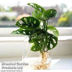 Monstera Adansonii In Kingston Vase -Green Haven Shop MONS ADANSONII T39648