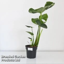 Monstera Deliciosa -Green Haven Shop MONS DELIC17CM T43809