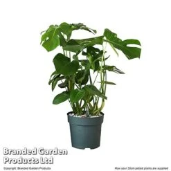 Monstera Deliciosa In Hydro Pot -Green Haven Shop MONS DELIC30CM T506331