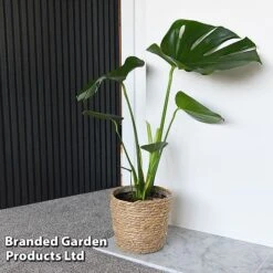 Monstera Deliciosa -Green Haven Shop MONS DELICIOSA T43810