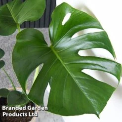 Monstera Deliciosa -Green Haven Shop MONS DELICIOSA T43812