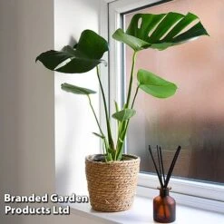 Monstera Deliciosa -Green Haven Shop MONS DELICIOSA T43814