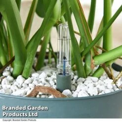 Monstera Deliciosa In Hydro Pot -Green Haven Shop MONS DELICIOSA T50615