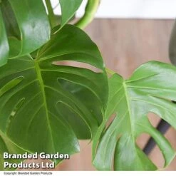 Monstera Deliciosa In Hydro Pot -Green Haven Shop MONS DELICIOSA T50752