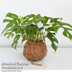 Monstera Minima In Kokodama Hanging Pot -Green Haven Shop MONS KOKOD17CM T43827