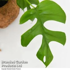 Monstera Minima In Kokodama Hanging Pot -Green Haven Shop MONS KOKODAMA T43832