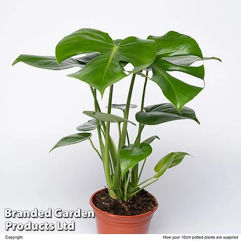 Monstera Deliciosa 'Tauerii' 2 Monstera Deliciosa 'Tauerii' - Image 2