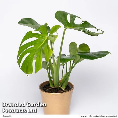 Monstera Deliciosa 'Tauerii' 1 Monstera Deliciosa 'Tauerii'