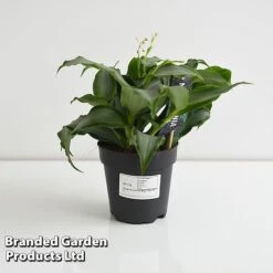 Murdannia Loriformis 'Bright Star' -Green Haven Shop MURD BRIGH12CM T44583