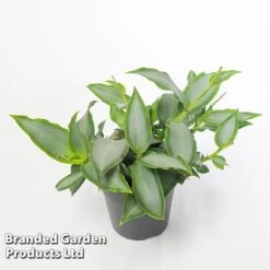 Murdannia Loriformis 'Bright Star' -Green Haven Shop MURD BRIGH12CM WKF1173