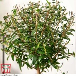 Myrtus Communis On Stem 7 Myrtus Communis On Stem -Green Haven Shop MYRT KB3776 C
