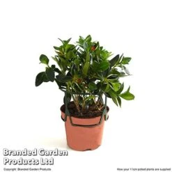 Nematanthus Gregarius -Green Haven Shop NEMA GREGA11CM T49684