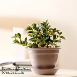 Nematanthus Gregarius -Green Haven Shop NEMA GREGARIUS W48800