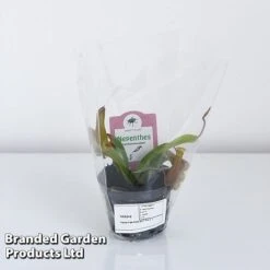 Nepenthes Alata -Green Haven Shop NEPE ALATA9CM T44355