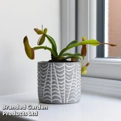 Nepenthes Alata -Green Haven Shop NEPE ALATA T44360