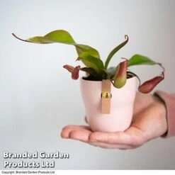 Nepenthes Hybrider 'Blood Red' -Green Haven Shop NEPE BLOODRED T38966