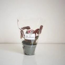 Nepenthes Sanguinea Hybrid -Green Haven Shop NEPE SANGUI9CM T38951