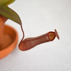 Nepenthes Sanguinea Hybrid -Green Haven Shop NEPE SANGUINEA T38954