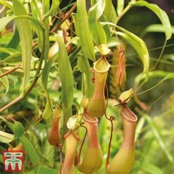 Nepenthes Alata -Green Haven Shop Nepe31