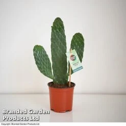 Opuntia Rubescens 'Consolea' 6 Opuntia Rubescens 'Consolea' -Green Haven Shop OPUN CONSOLEA 2