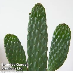 Opuntia Rubescens 'Consolea' 7 Opuntia Rubescens 'Consolea' -Green Haven Shop OPUN CONSOLEA 3