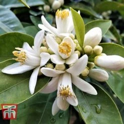 Bitter Orange -Green Haven Shop ORAN BRIG L06951W C