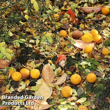 Citrus 'Orange Flying Tiger' 1 Citrus 'Orange Flying Tiger'