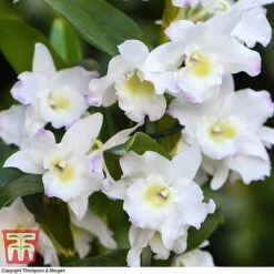Orchid Apollon -Green Haven Shop ORCH KB3778 C