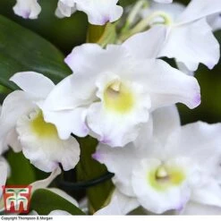 Orchid Apollon -Green Haven Shop ORCH KB3778 D