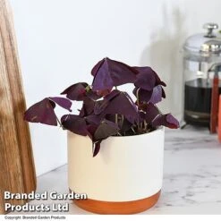 Oxalis Triangularis 'Mijke' -Green Haven Shop OXAL MIJKE12CM T48388