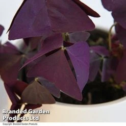 Oxalis Triangularis 'Mijke' -Green Haven Shop OXAL MIJKE12CM T48389
