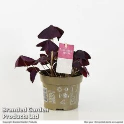 Oxalis Triangularis 'Mijke' -Green Haven Shop OXAL MIJKE12CM T48391