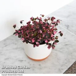 Oxalis Triangularis 'Vulcan Pink'