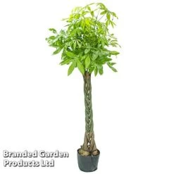 Pachira Aquatica Tree With Braided Stem 7 Pachira Aquatica Tree With Braided Stem -Green Haven Shop PACH AQUATICAT W48808
