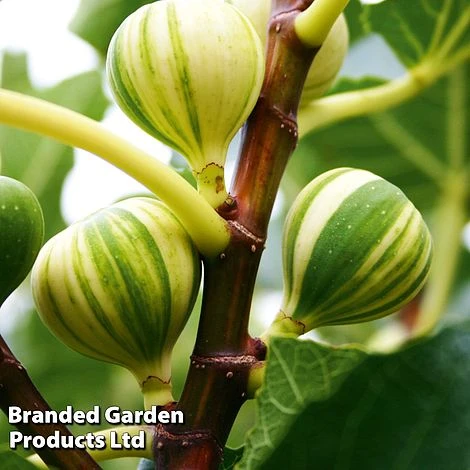 Fig 'Panachee' 2 Fig 'Panachee' - Image 2