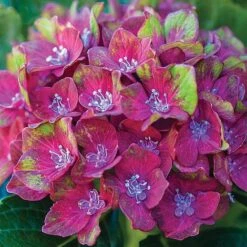 Perfect Patio Collection -Green Haven Shop PATI MSE C