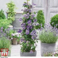 Perfect Patio Collection -Green Haven Shop PATI MSE D