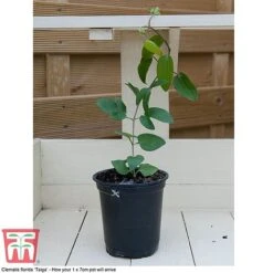 Perfect Patio Collection -Green Haven Shop PATI MSE G