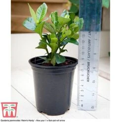 Perfect Patio Collection -Green Haven Shop PATI MSE H