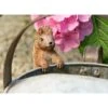Full Colour Beatrix Potter Squirrel Nutkin Pot Buddy - Pot Hanger