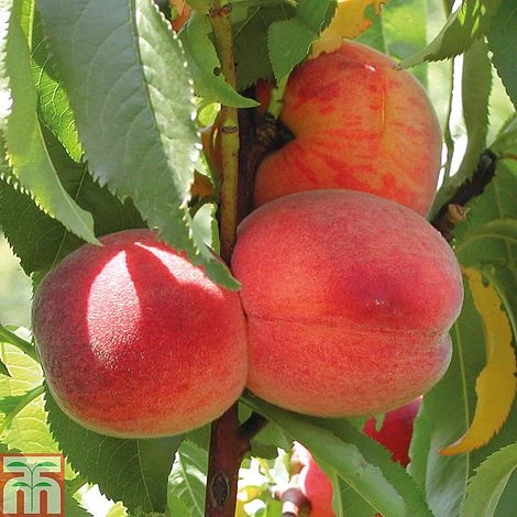 Peach 'Avalon Pride' 2 Peach 'Avalon Pride' - Image 2