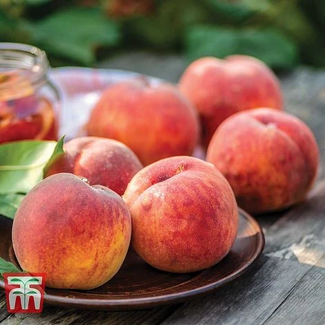Peach 'Avalon Pride' 1 Peach 'Avalon Pride'