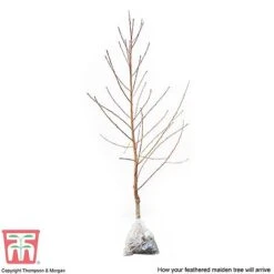 Peach 'Avalon Pride' 5 Peach 'Avalon Pride' -Green Haven Shop PEAC 87129 C